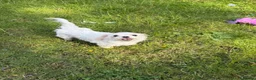Maltese dogs for sale: Top quality girl for pet home! - Advert 2