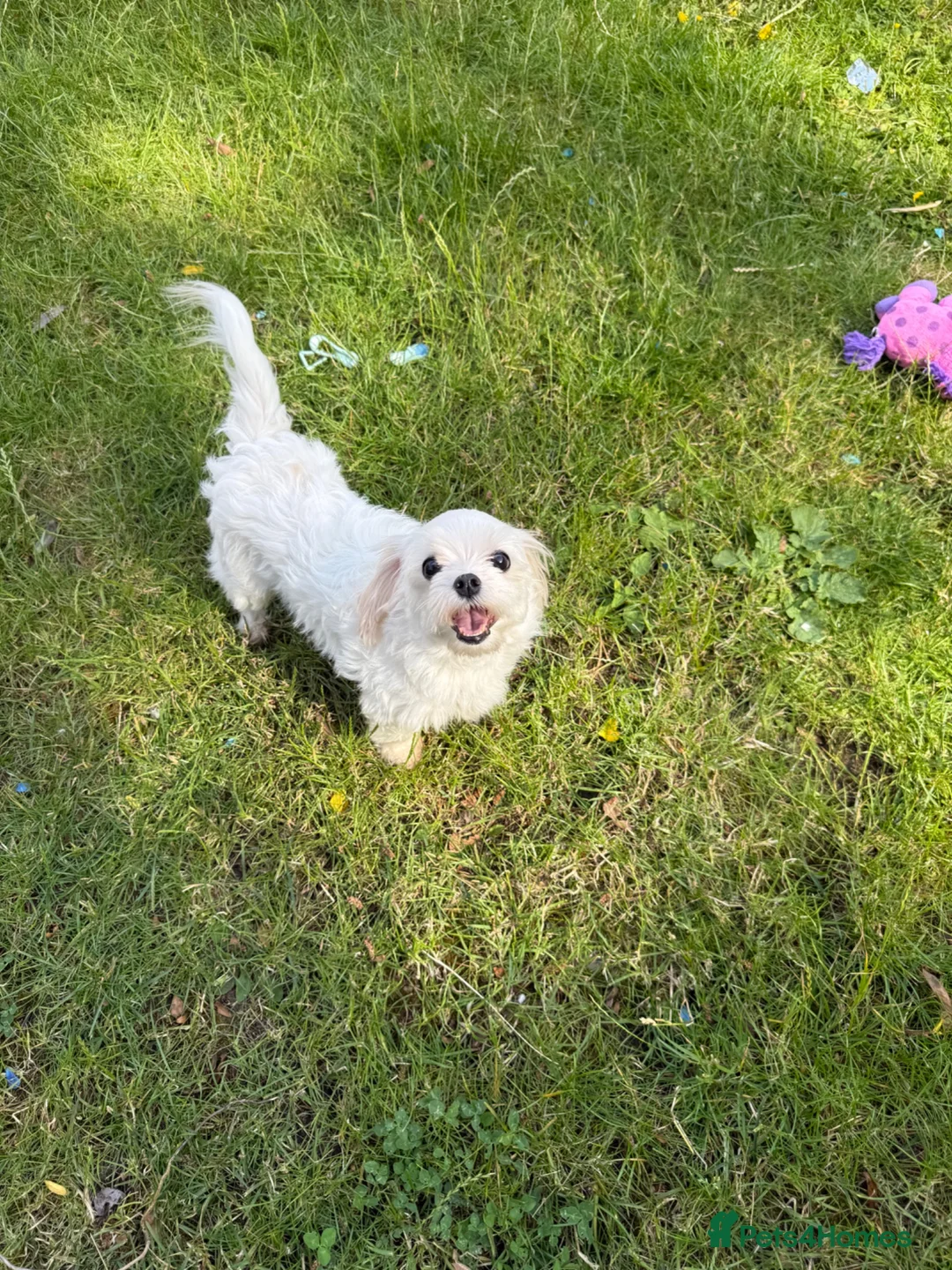 Maltese dogs for sale: Top quality girl for pet home! - Advert 2