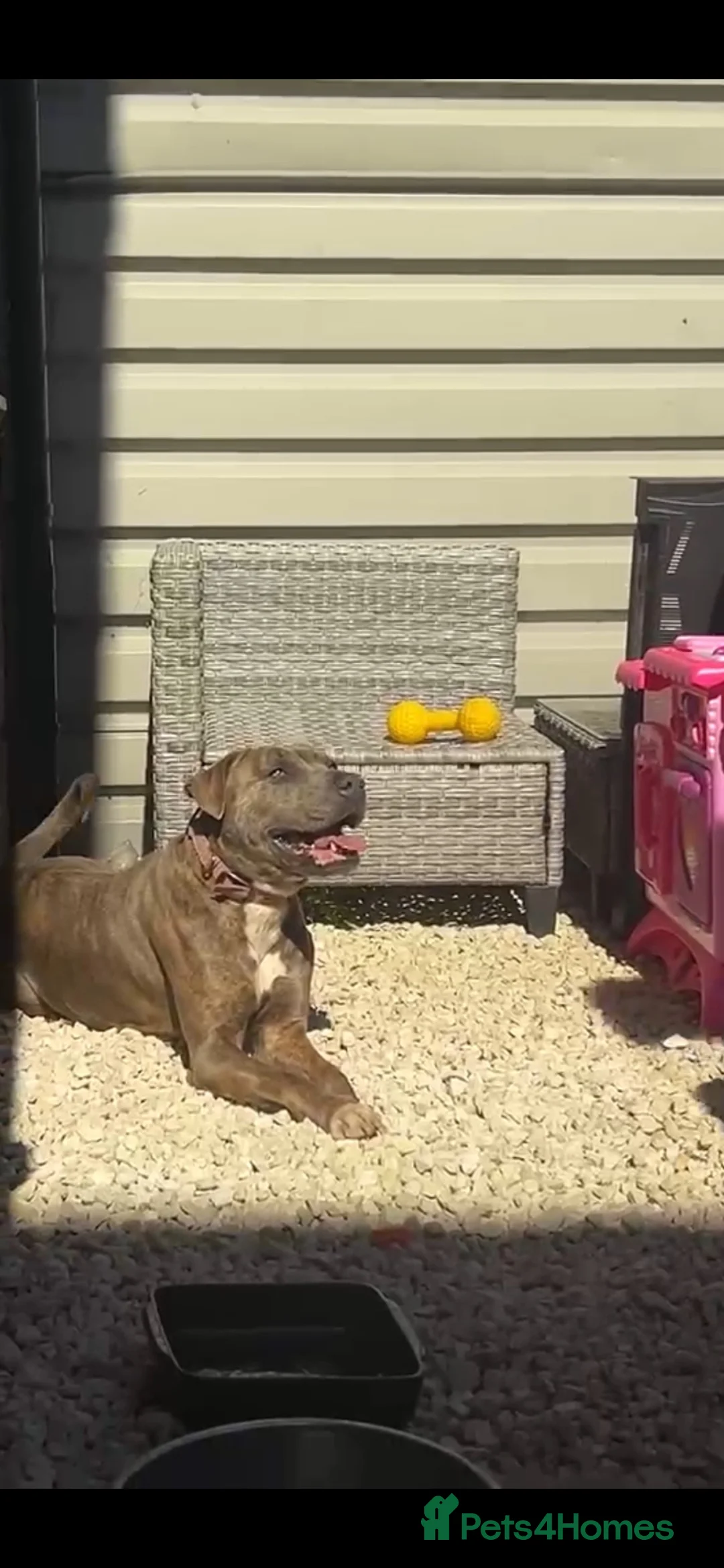 Mixed Breed dogs for sale: Cane Corso X Staff Puppies -Ready to Leave October - Advert 2