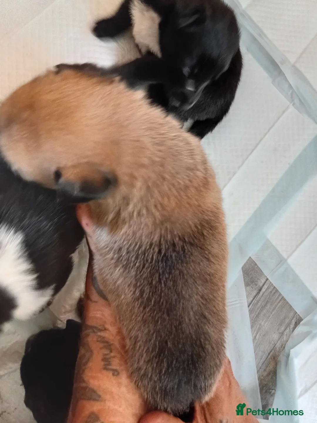 Mixed Breed dogs for sale: Malinios x collie - Advert 2