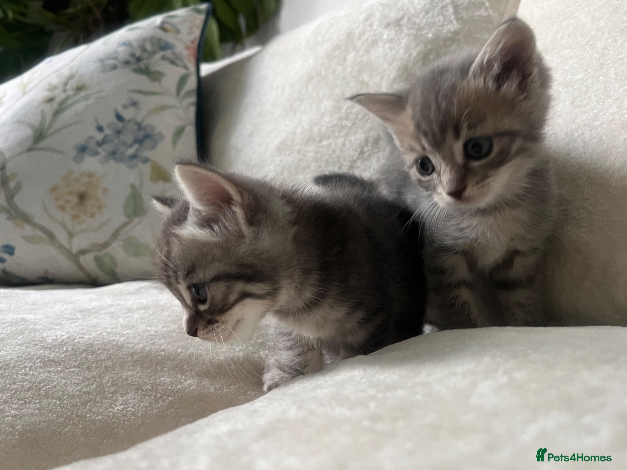 Mixed Breed cats Cute grey mix breed baby kittens  - Advert 2