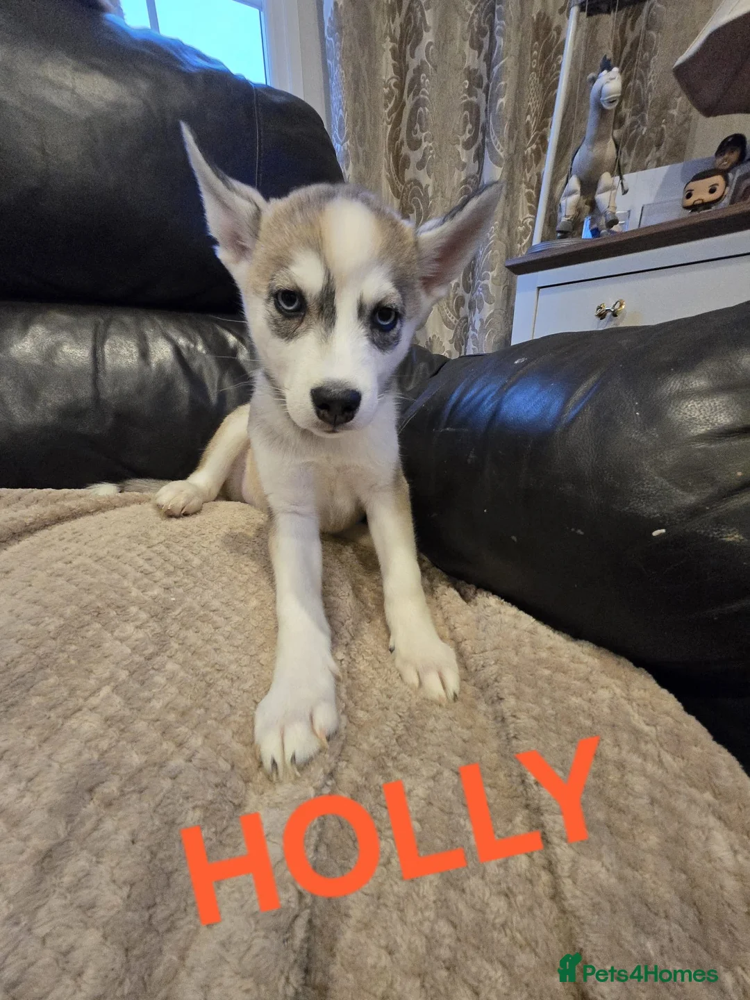 Siberian Husky dogs for sale: BEAUTIFUL SIBERIAN HUSKY PUPPIES - Advert 1