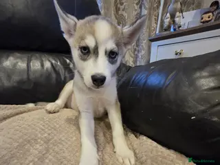 Siberian Husky dogs BEAUTIFUL SIBERIAN HUSKY PUPPIES - Advert 1
