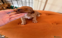 Cocker Spaniel dogs for sale: ⭐️🐶 KC REG- Red working cocker spaniel pups🐶⭐️ - Image 7