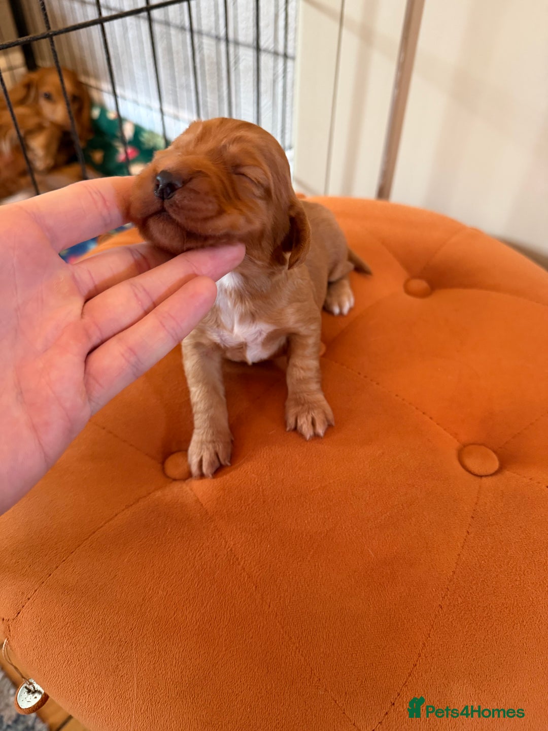 Cocker Spaniel dogs for sale: ⭐️🐶 KC REG- Red working cocker spaniel pups🐶⭐️ - Image 7