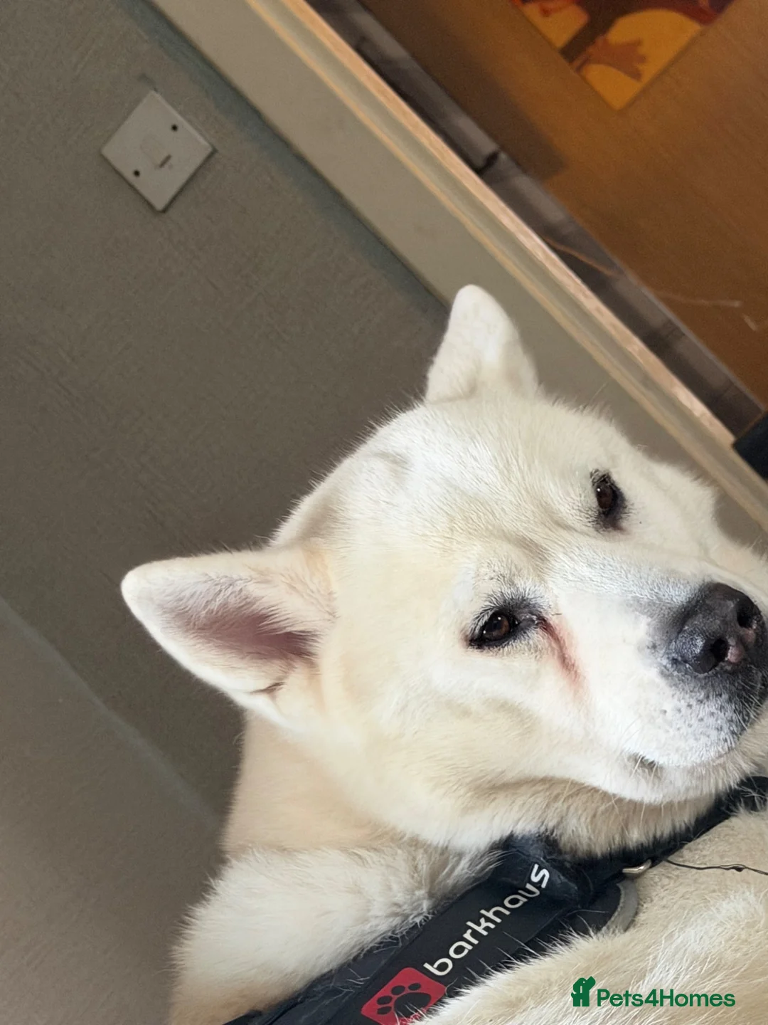 Siberian Husky dogs for stud: Looking to stud my beautiful man out  in Brechin - Advert 2