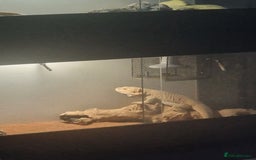 Bearded Dragon reptiles for sale: Male bearded dragon - Image 2