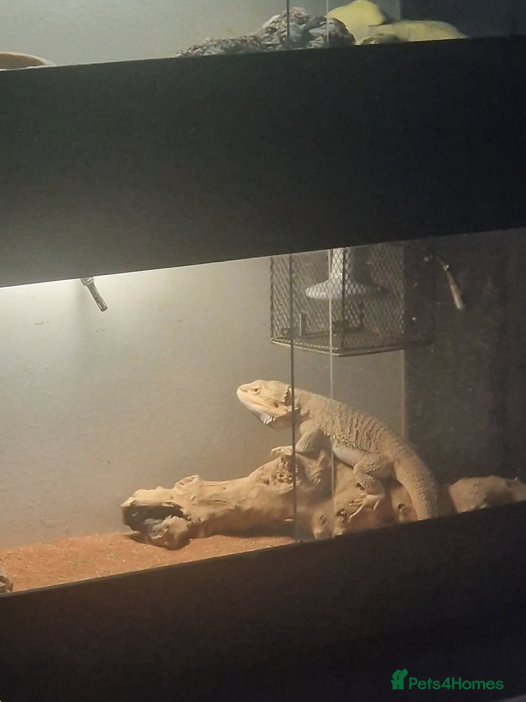 Bearded Dragon reptiles for sale: Male bearded dragon - Image 2