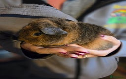 Guinea Pig rodents for sale: Baby guinea pigs - Image 6