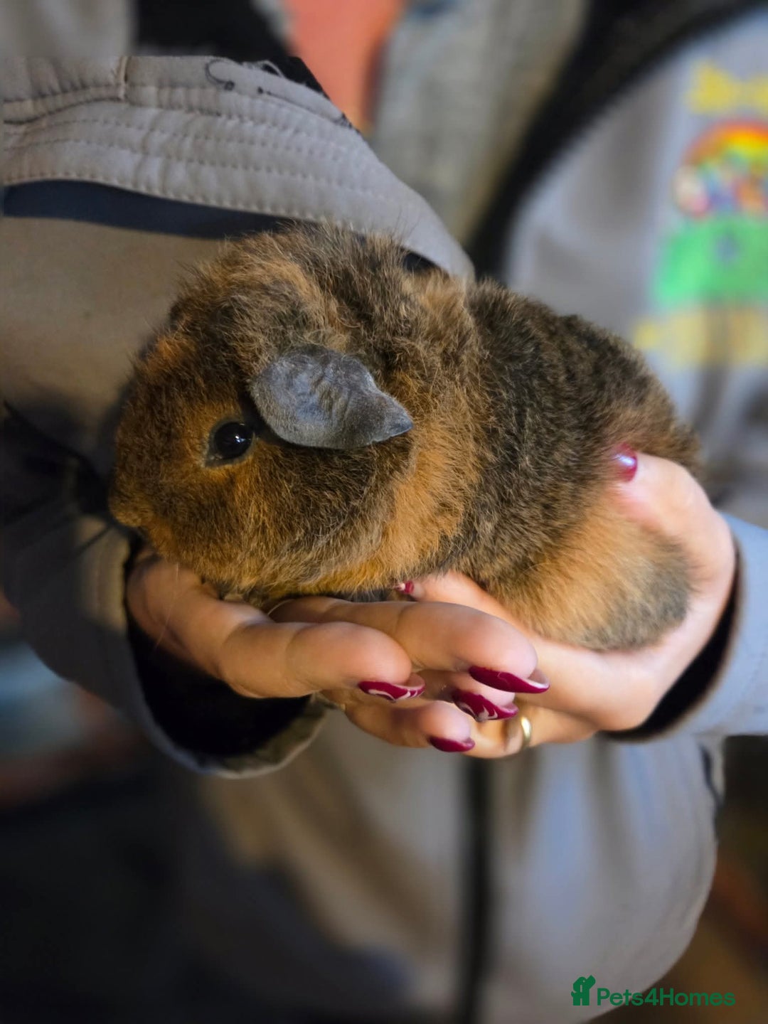 Guinea Pig rodents for sale: Baby guinea pigs - Image 6