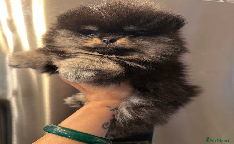 Pomeranian dogs - Advert 1