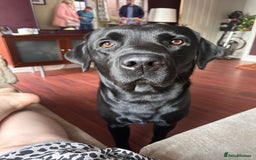 Labrador Retriever dogs for sale: 7yo Male Labrador KC Registered - Image 10