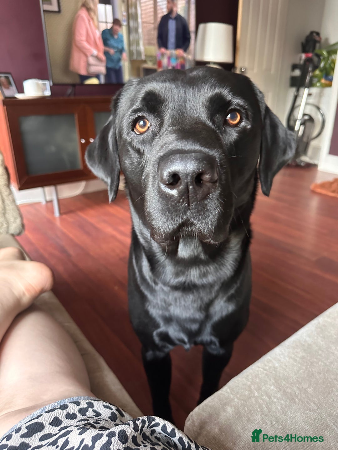 Labrador Retriever dogs for sale: 7yo Male Labrador KC Registered - Image 10