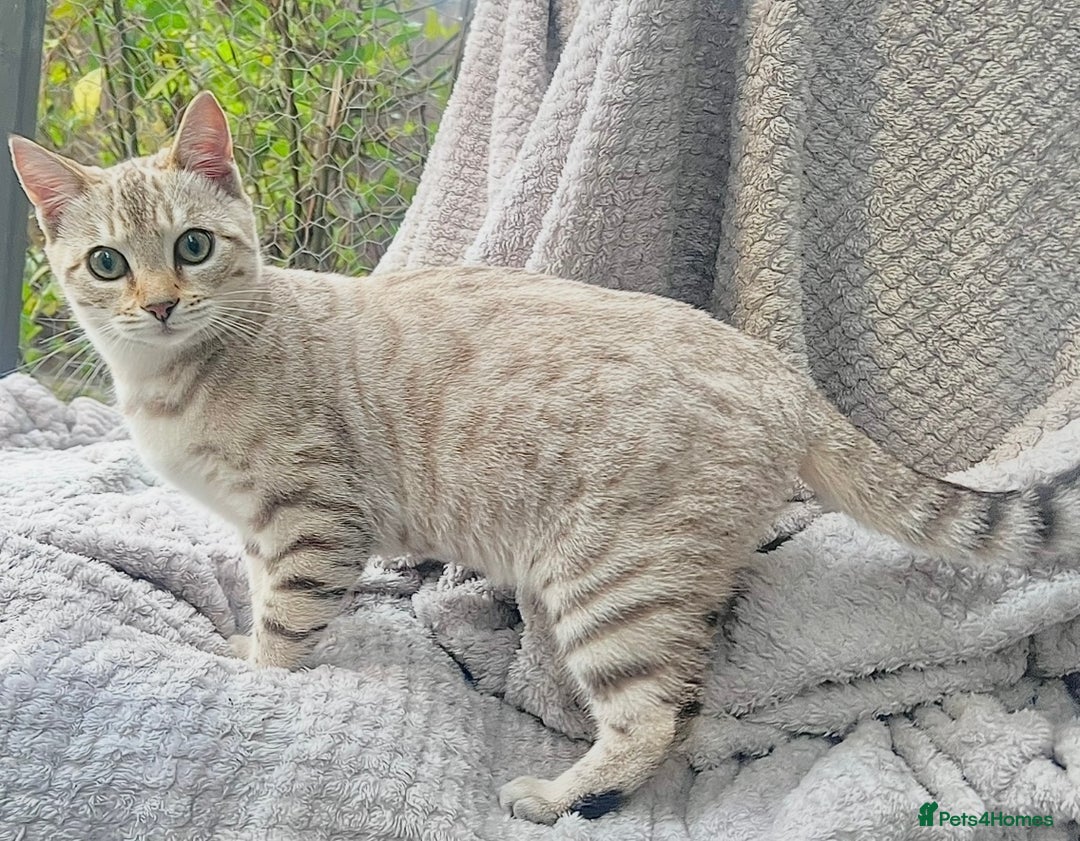 Bengal cats for sale: Young Bengals Males & Females - Image 10