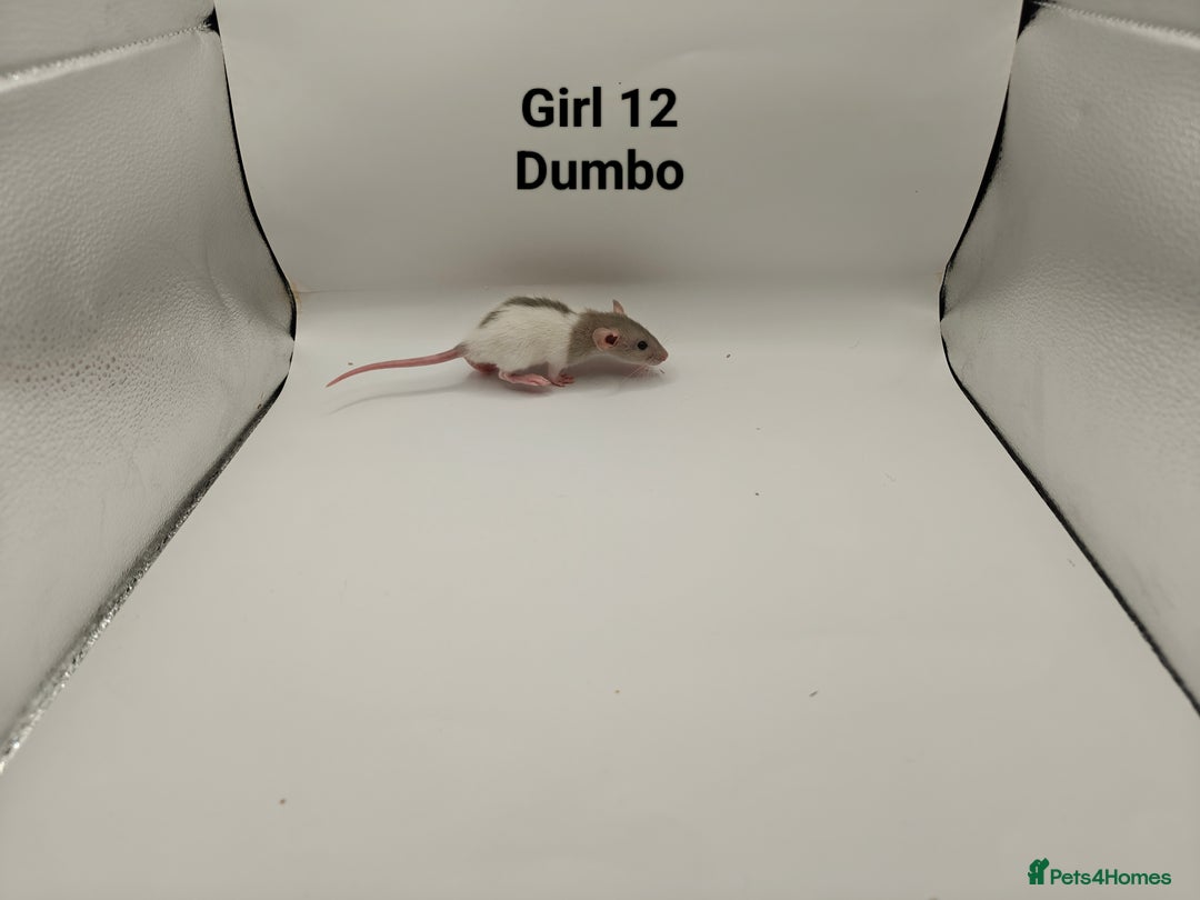 Rat rodents for sale: JAN: 27 Rats (21 Rats: 10 Boys & 11 Girls Left) - Advert 26