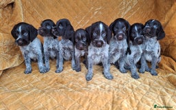 German Wirehaired Pointer dogs for sale: Quality German wirehaired pointer pups. - Image 3