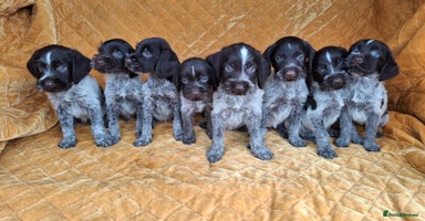 German Wirehaired Pointer dogs - Advert 2