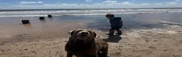 Labrador Retriever dogs for sale: Silver Labrador - fantastic dog  in Doncaster - Advert 4