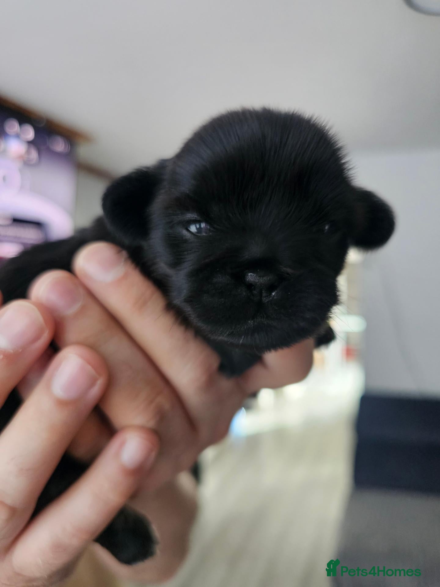 Shih Tzu dogs for sale: Adorable Black Shih Tzu Puppy  - Advert 2