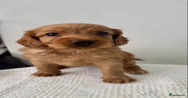 Cockapoo dogs - Advert 12
