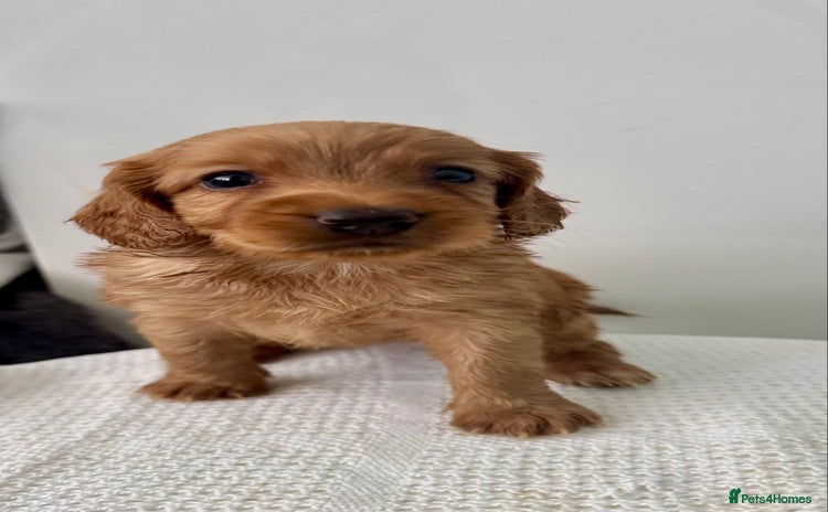 Cockapoo dogs - Advert 10