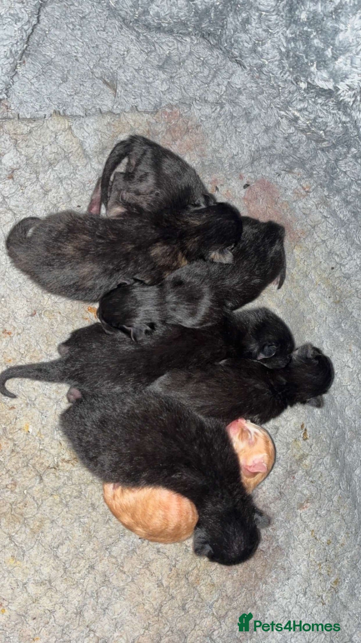 Mixed Breed cats Stunning Domestic Longhair Kittens–Reserving Now!  - Advert 8