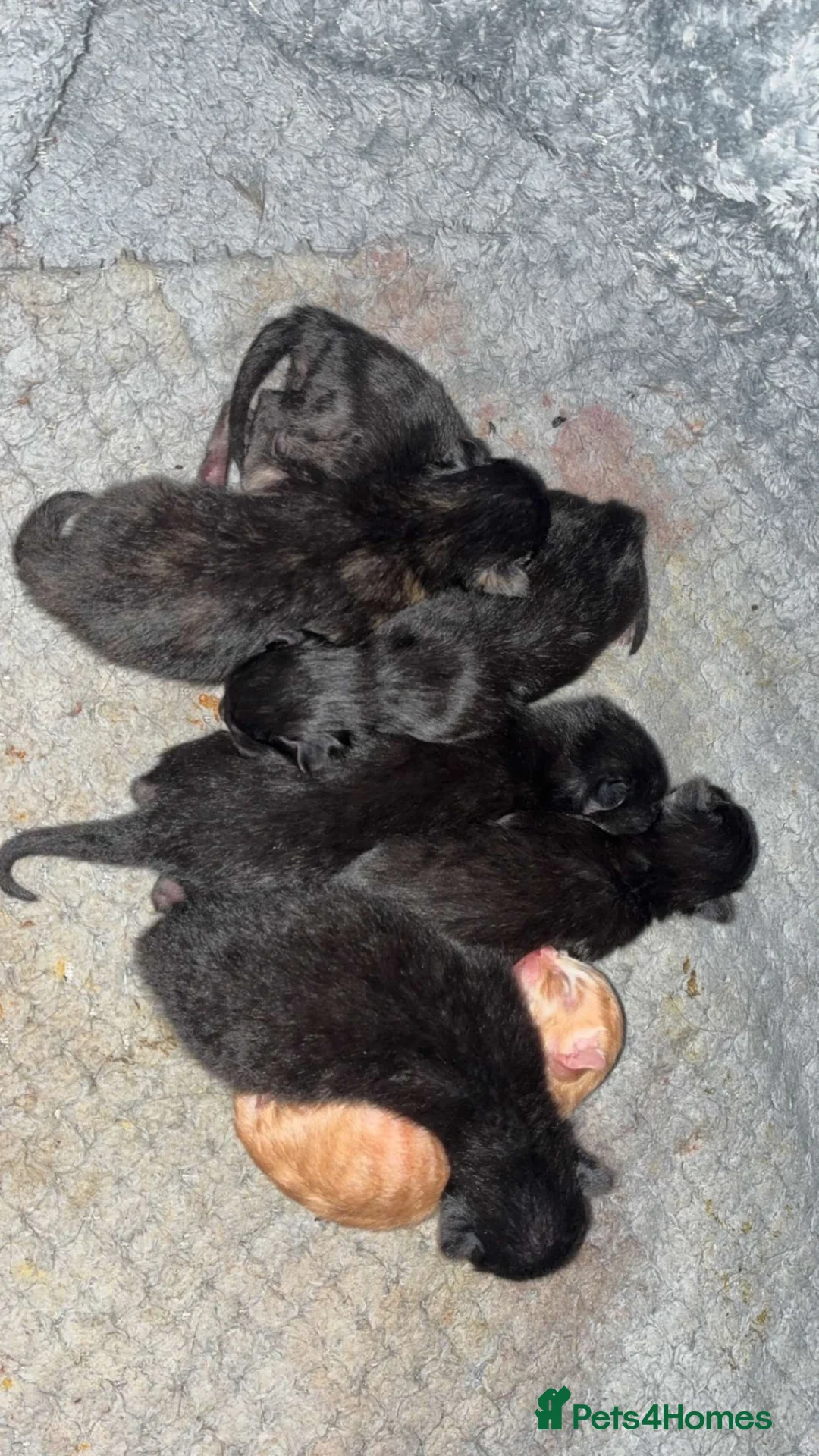 Mixed Breed cats for sale: Stunning Domestic Longhair Kittens–Reserving Now!  - Advert 1
