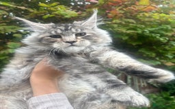 Maine Coon cats for sale: Maine coon kittens champion line polydactyl  - Image 4