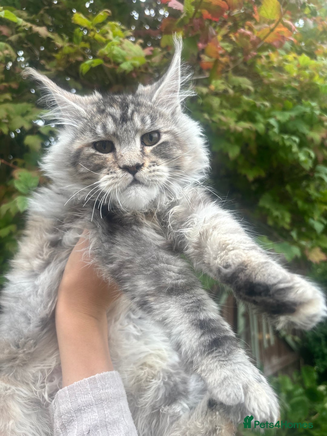 Maine Coon cats for sale: Maine coon kittens champion line polydactyl  - Image 4