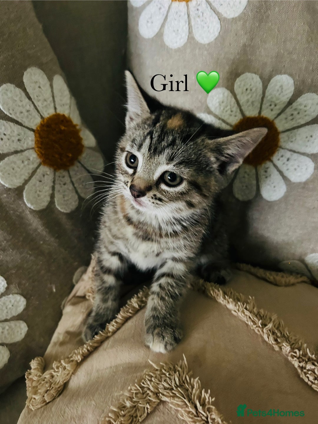 Mixed Breed cats for sale: Fluffy kittens ready on 14th Oct ❤️🧡💛💚💜 - Image 5