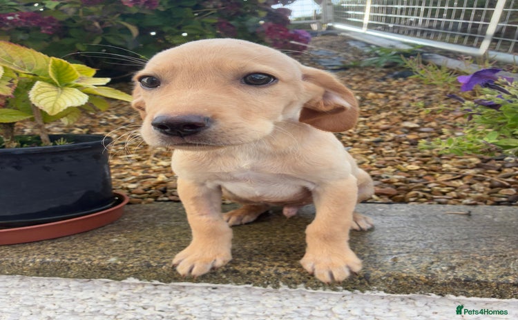 Labrador Retriever dogs - Advert 1