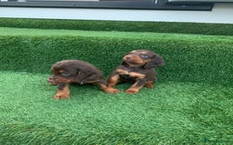 Cocker Spaniel dogs for sale: Kc cocker spaniel puppies  - Image 4