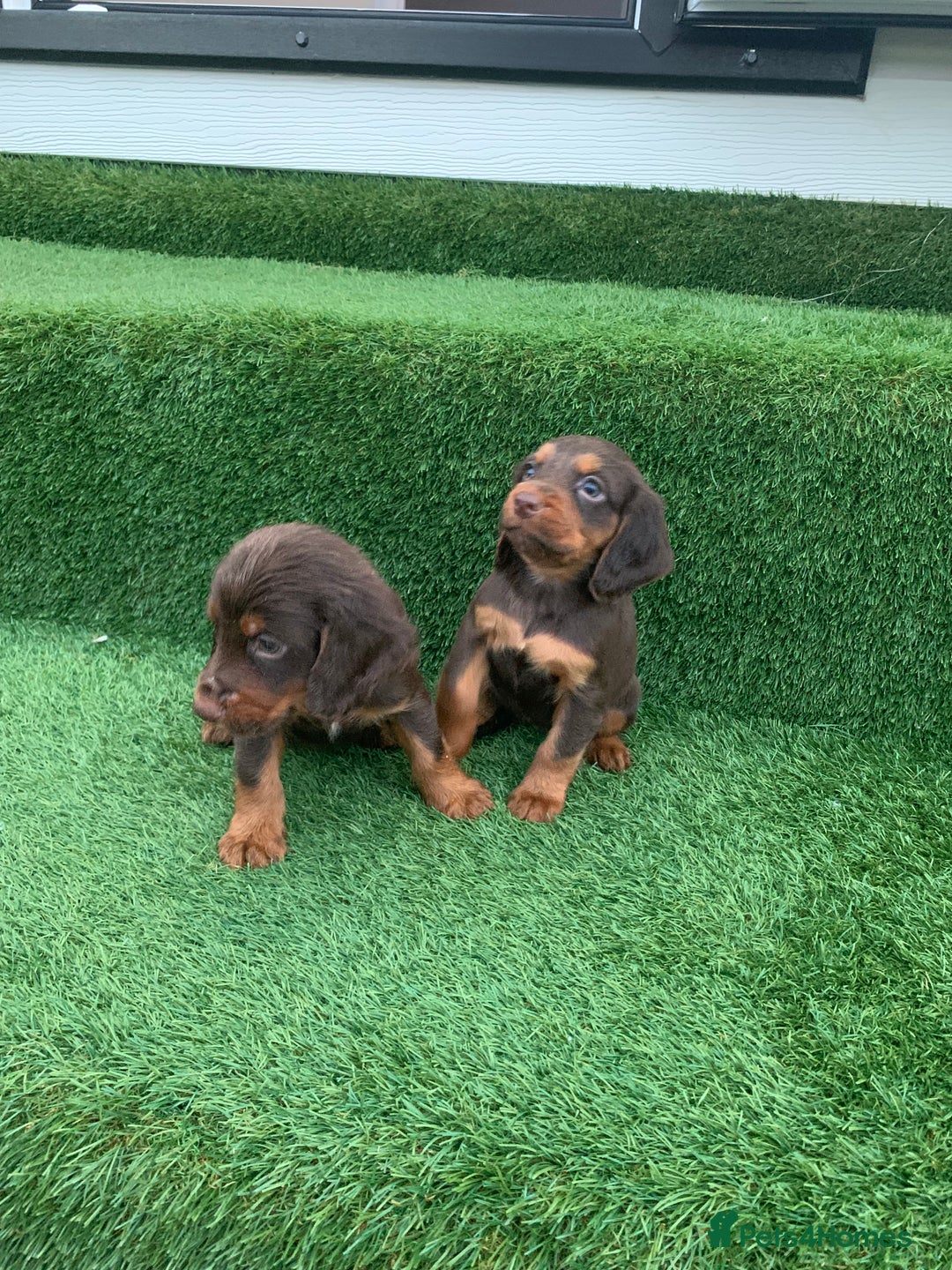 Cocker Spaniel dogs for sale: Kc cocker spaniel puppies  - Image 4