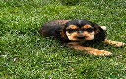 Cocker Spaniel dogs for sale: Show type cocker spaniel puppies  - Image 20
