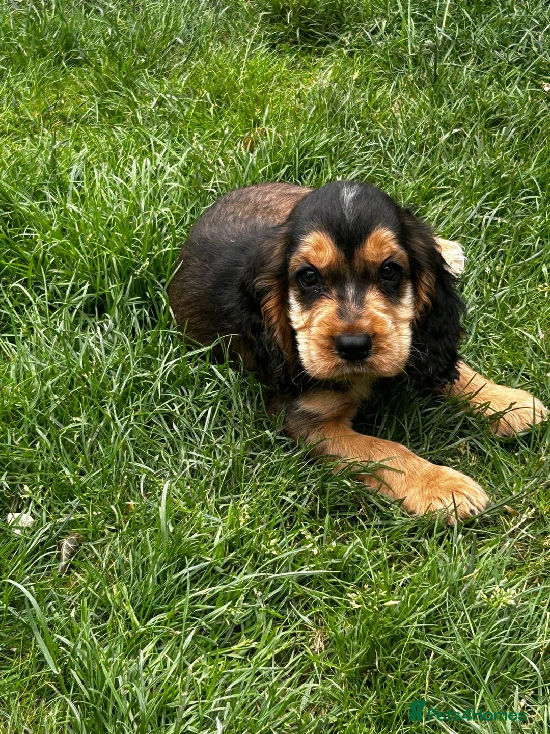 Cocker Spaniel dogs for sale: Show type cocker spaniel puppies  - Image 20