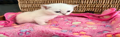 British Shorthair Kitten 4