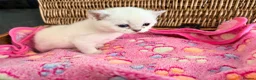 British Shorthair cats for sale: Cuteness Overload Alert! British Shorthair Kittens in Kettering - Advert 18