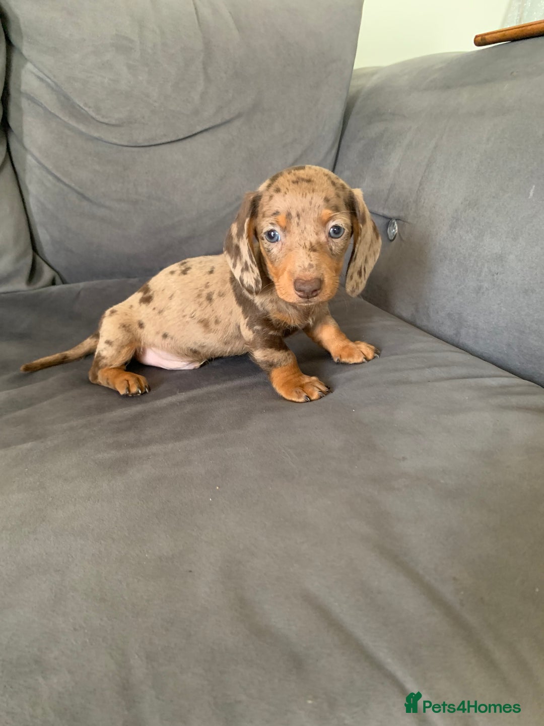 Dachshund dogs for sale: Adorable Dachshunds - Image 9