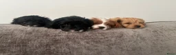 Cavapoo dogs for sale: EXQUISITE & VERY UNUSUAL CAVAPOO PUPPIES  - Advert 13