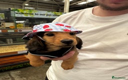 Miniature Dachshund dogs for sale: Long Haired Miniature Dachshund  - Image 1