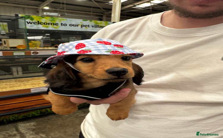 Miniature Dachshund dogs - Advert 12