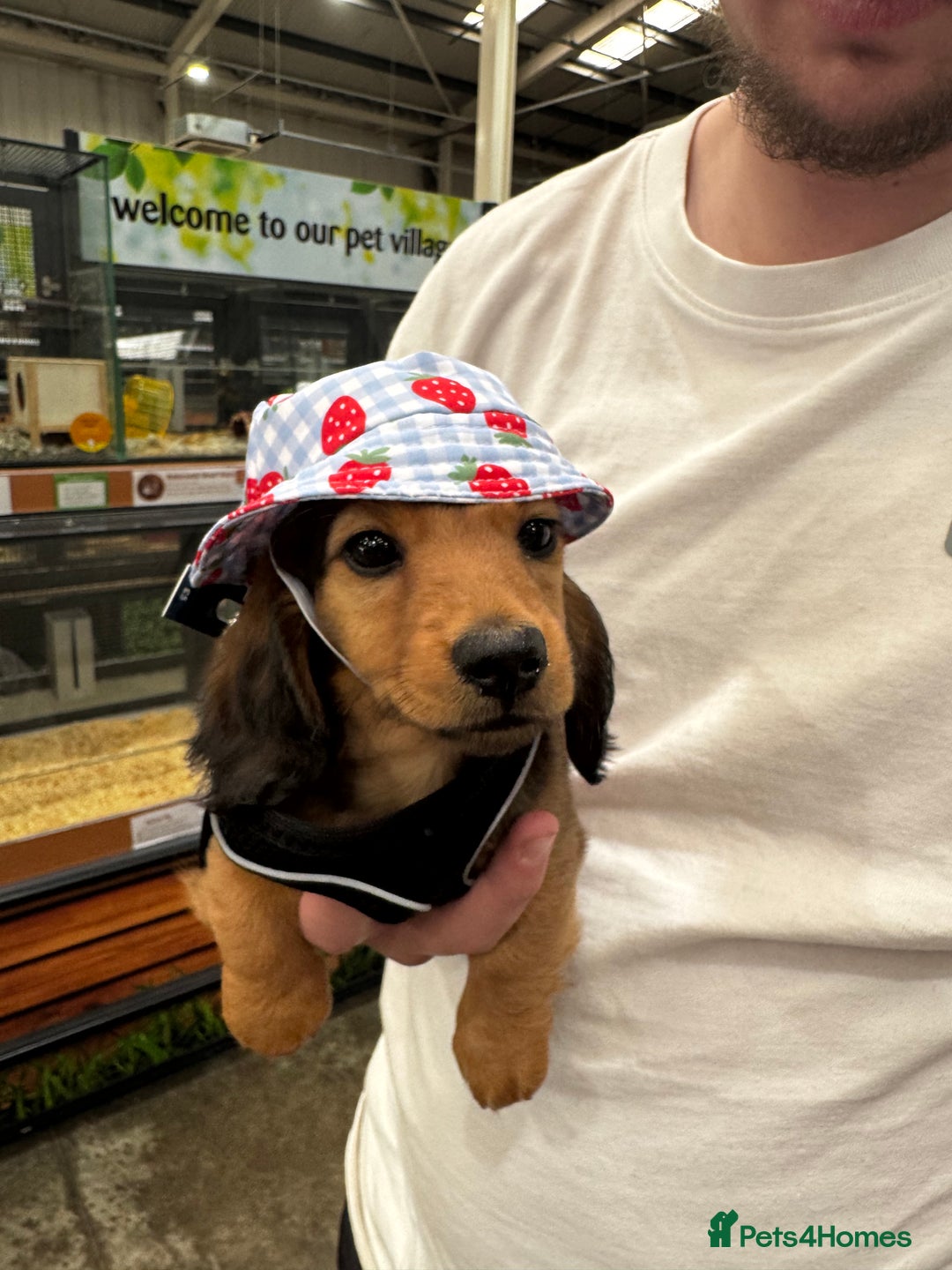 Miniature Dachshund dogs for sale: Long Haired Miniature Dachshund  - Image 1