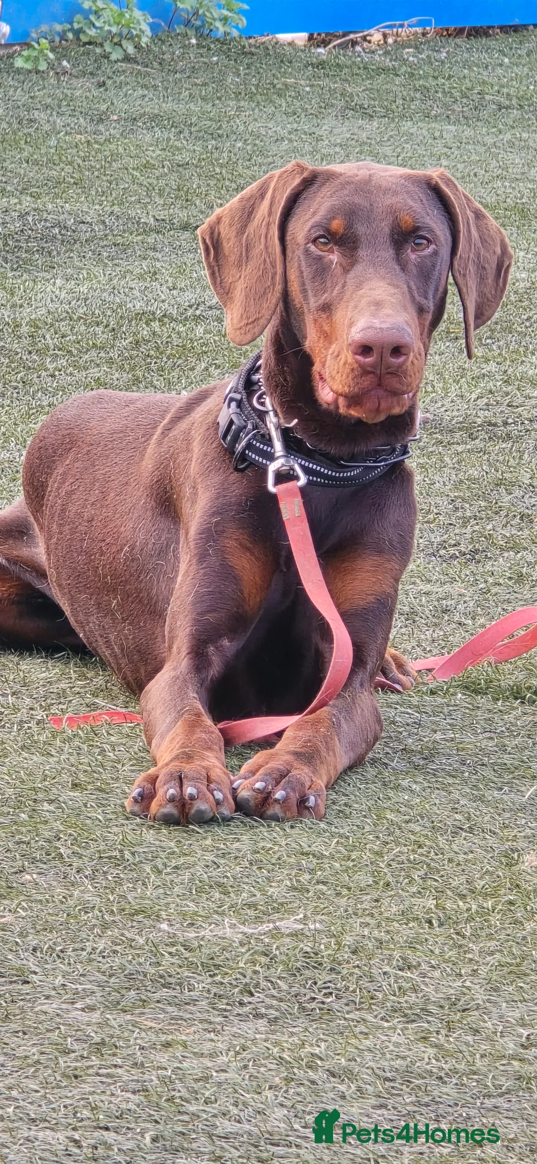 Dobermann dogs for sale: Trained family dog BRUCE  - Advert 14