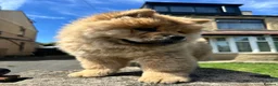 Chow Chow dogs for sale: Chow chow  - Advert 12