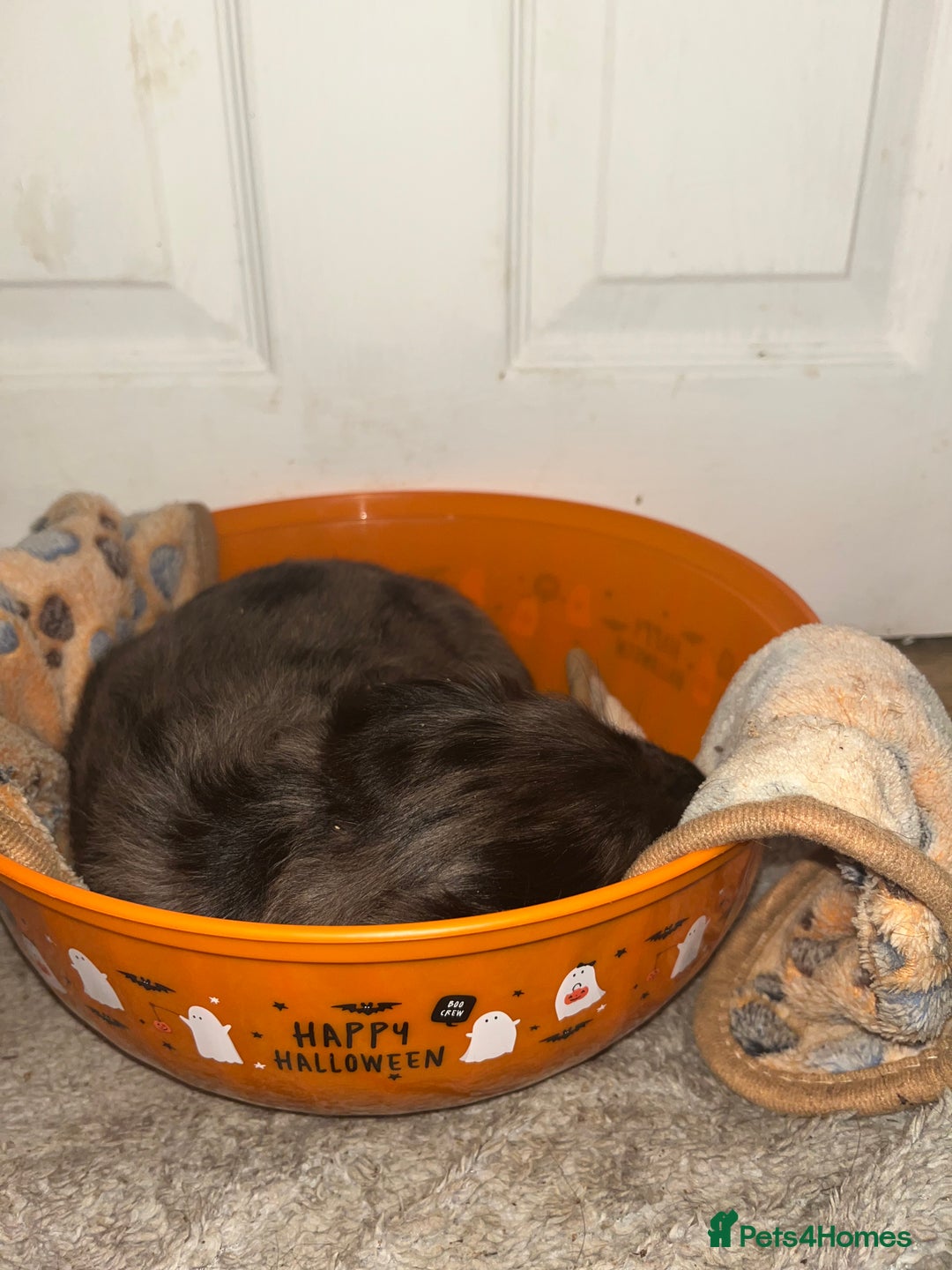 Cockapoo dogs for sale: 💫✨🐶🐾Gorgeous F1B Cockapoos🐾🐶✨💫 - Image 22