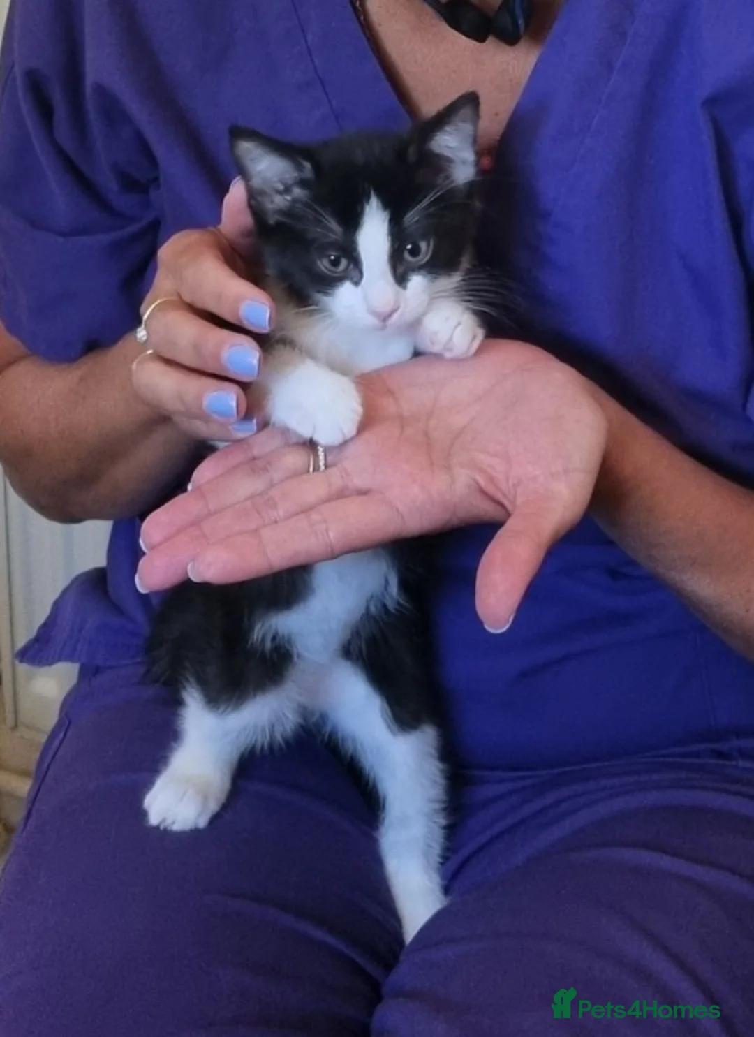 Mixed Breed cats for sale: Mixed ragdoll kittens  - Advert 2