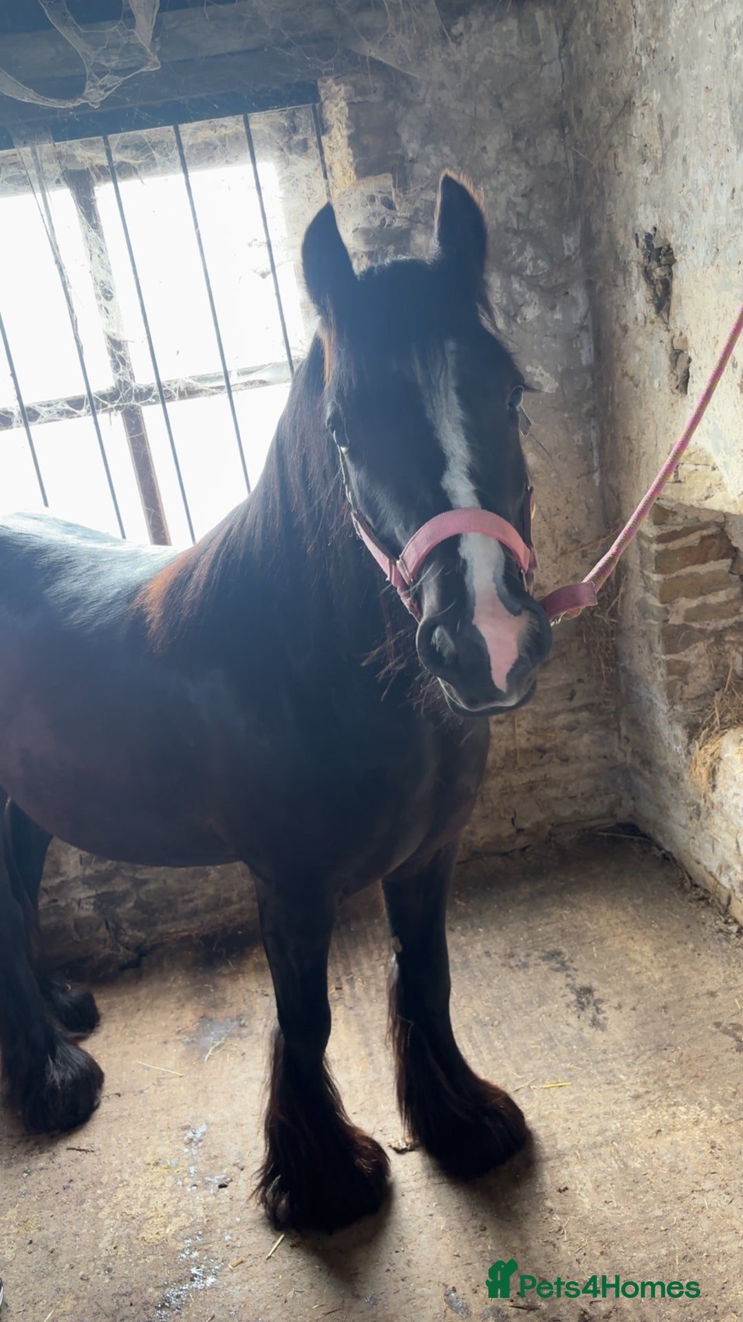Other Breed horses for sale: Dolly cob x friesian (deposit paid) - Image 5