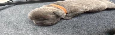 Staffordshire Bull Terrier Puppy 4