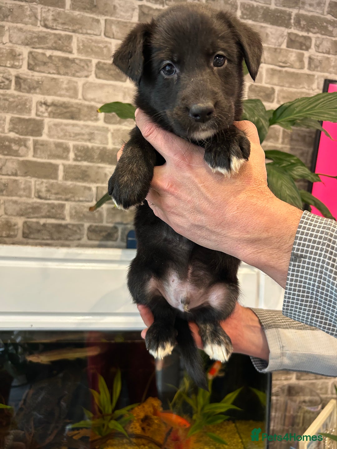 Mixed Breed dogs for sale: Aussiedor puppies - Advert 1