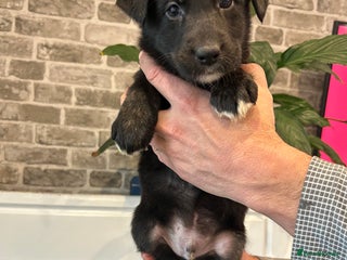 Mixed Breed dogs Aussiedor puppies - Advert 5